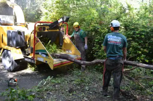 tree services Mount Morris